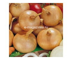 Лук репчатый