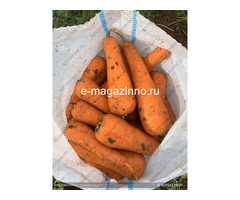 Морковь