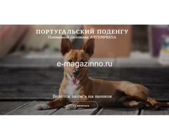 Предпочитаете взять щенка португальского Поденгу из питомника?